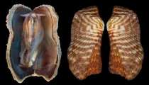 Ark clam facts are amazing.