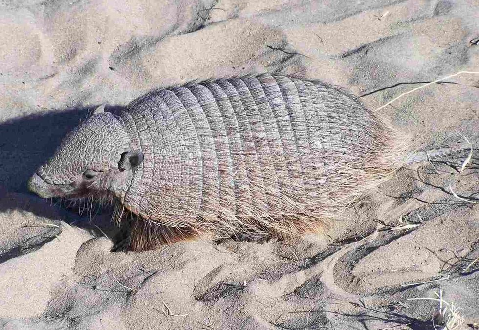 Armadillos widely differ in size and color