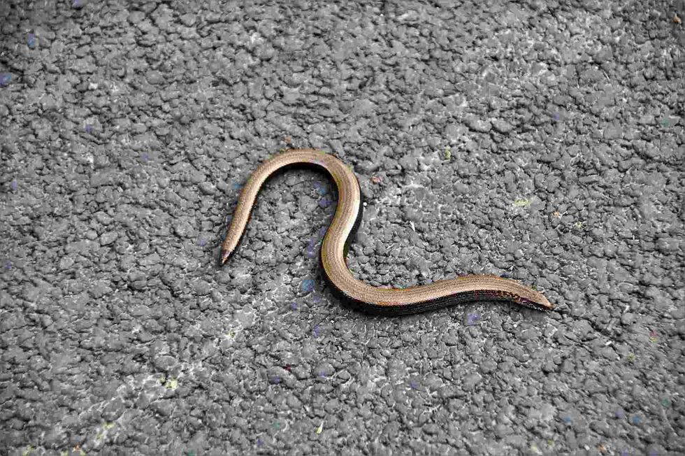 around 200 legless lizard species have been discovered