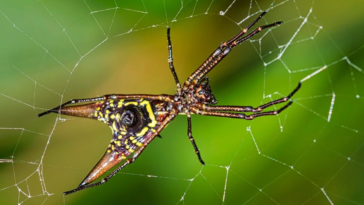 Arrow-shaped micrathena spider facts are amazing.