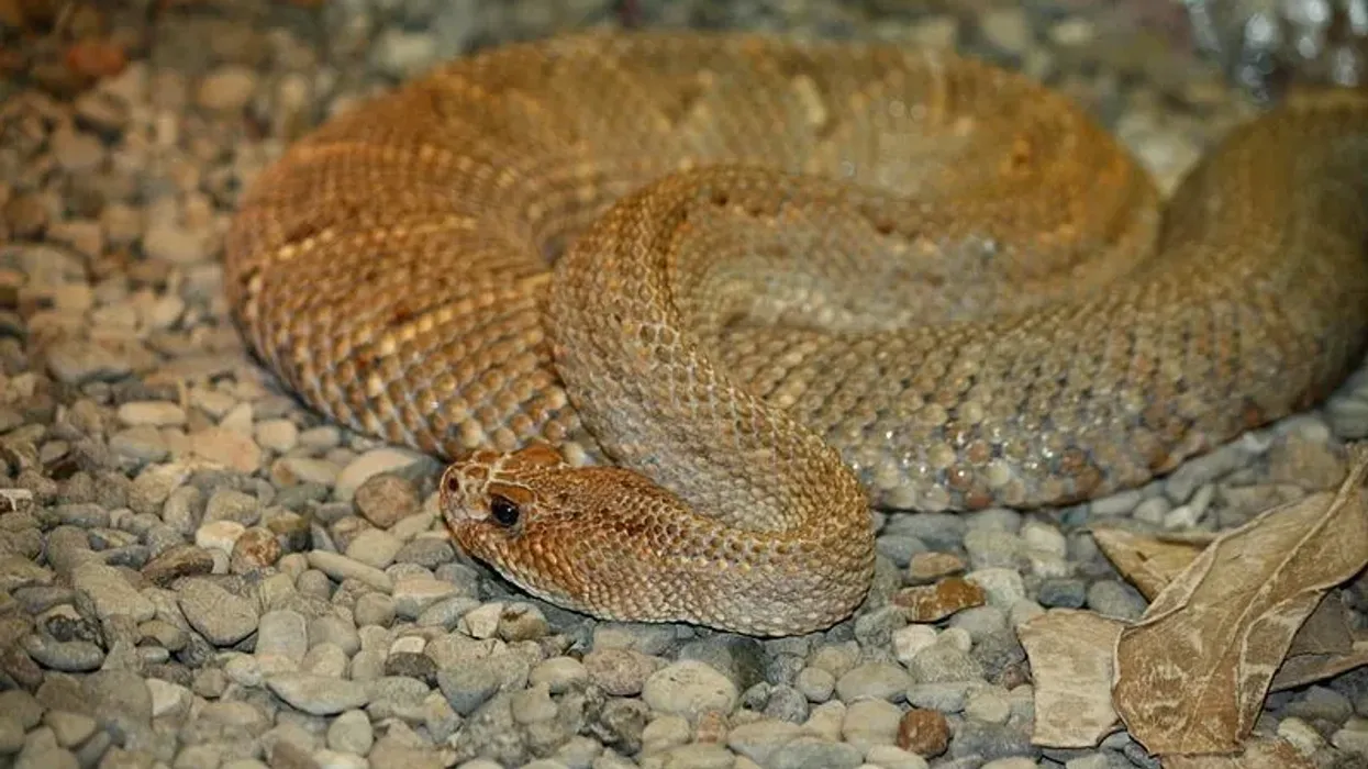 Aruba Island rattlesnake facts are about one of the rarest rattlesnakes in the world.