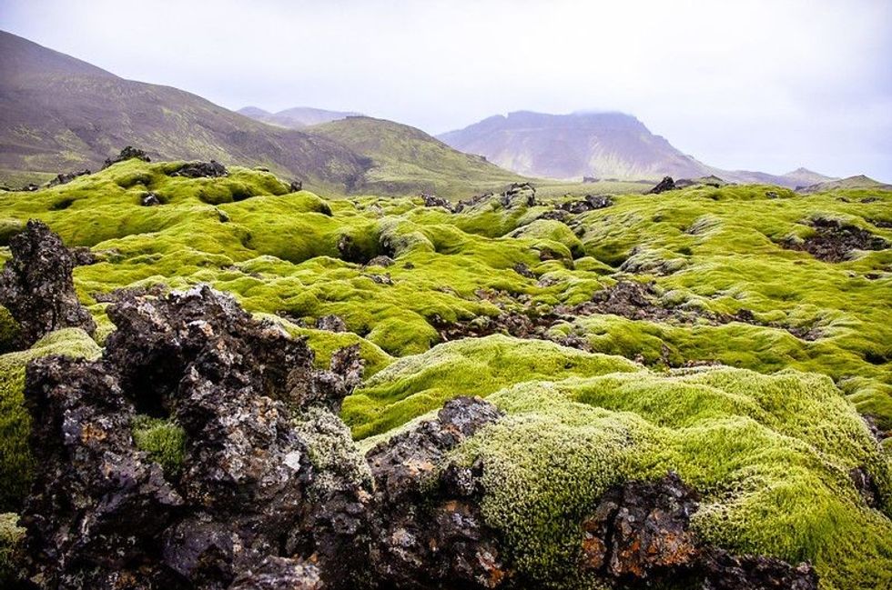 As the name suggests, Arctic moss is only found in freezing temperatures.