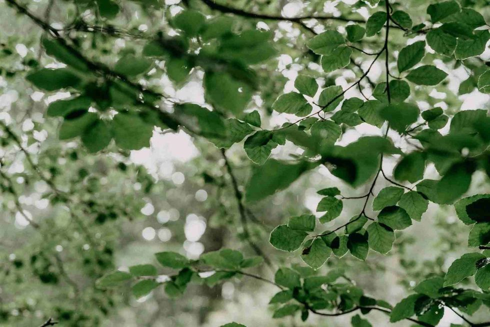 Ash trees are known for restoring natural resources.