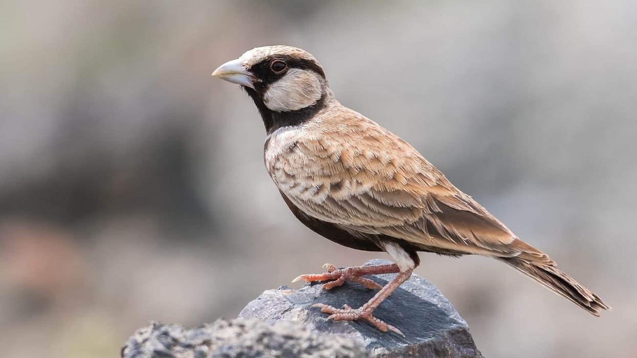 Ashy-Crowned Sparrow-Lark Fact File