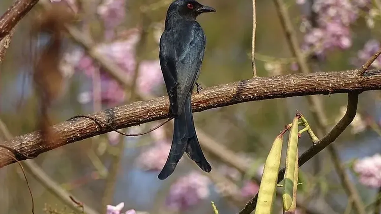 Ashy drongo facts about this bird's description are fascinating to read about.