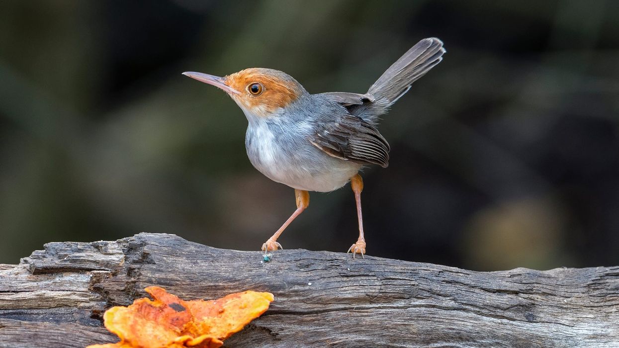 Ashy tailorbird facts that are sure to surprise you.