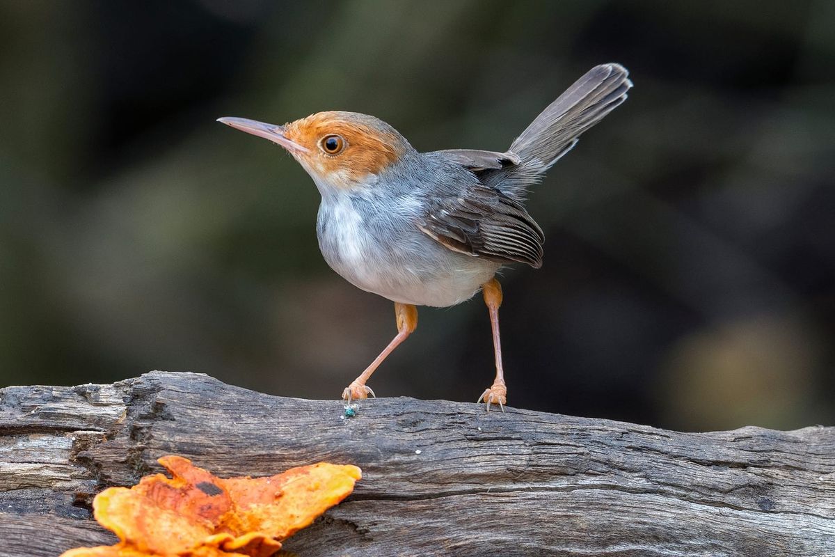 Ashy tailorbird facts that are sure to surprise you.
