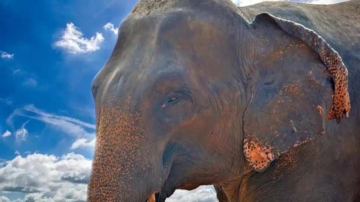 Asian Elephant facts for kids include elephant conservation and habitat loss