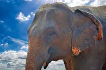 Asian Elephant facts for kids include elephant conservation and habitat loss