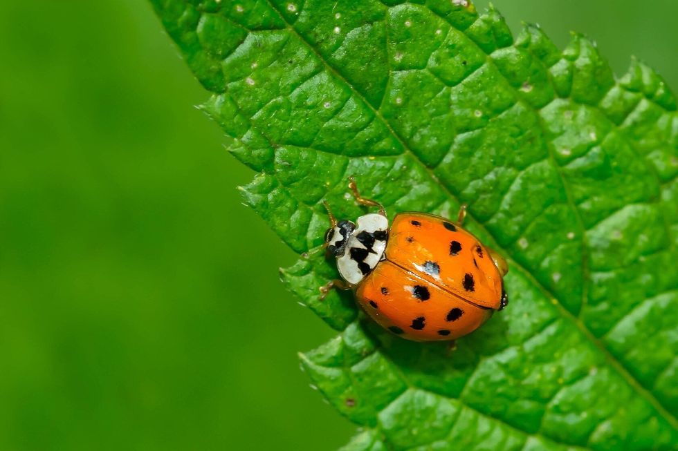 Asian Lady Beetle crawling on a green leaf.