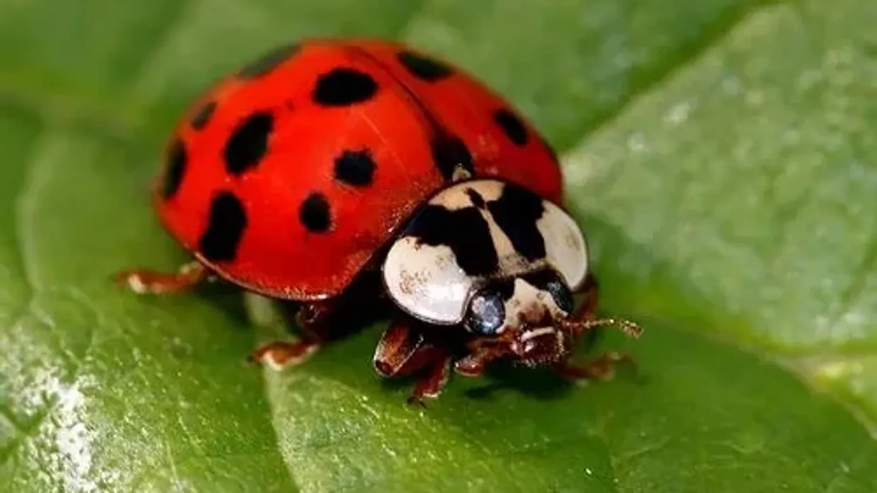 Asian lady beetle facts about a unique insect of the Coccinellidae family.