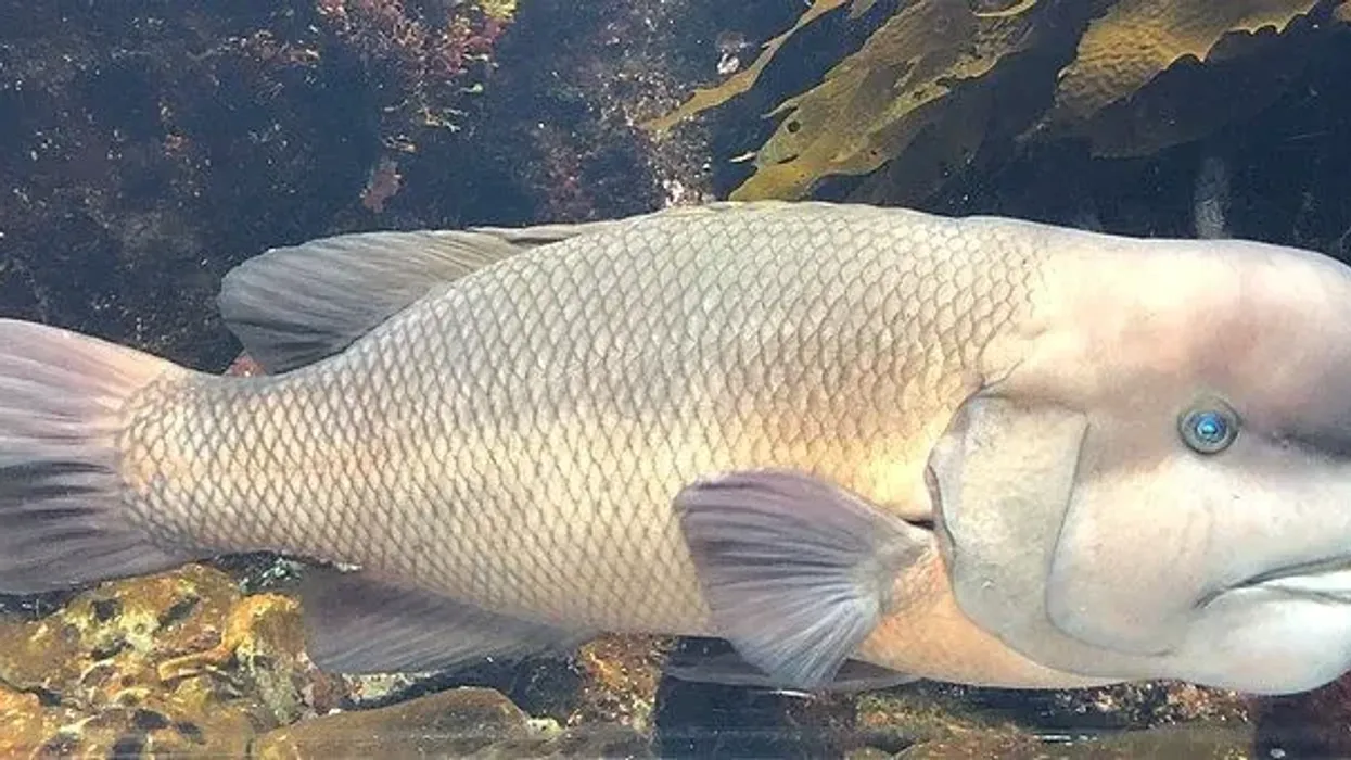 Asian sheepshead wrasse facts are fascinating