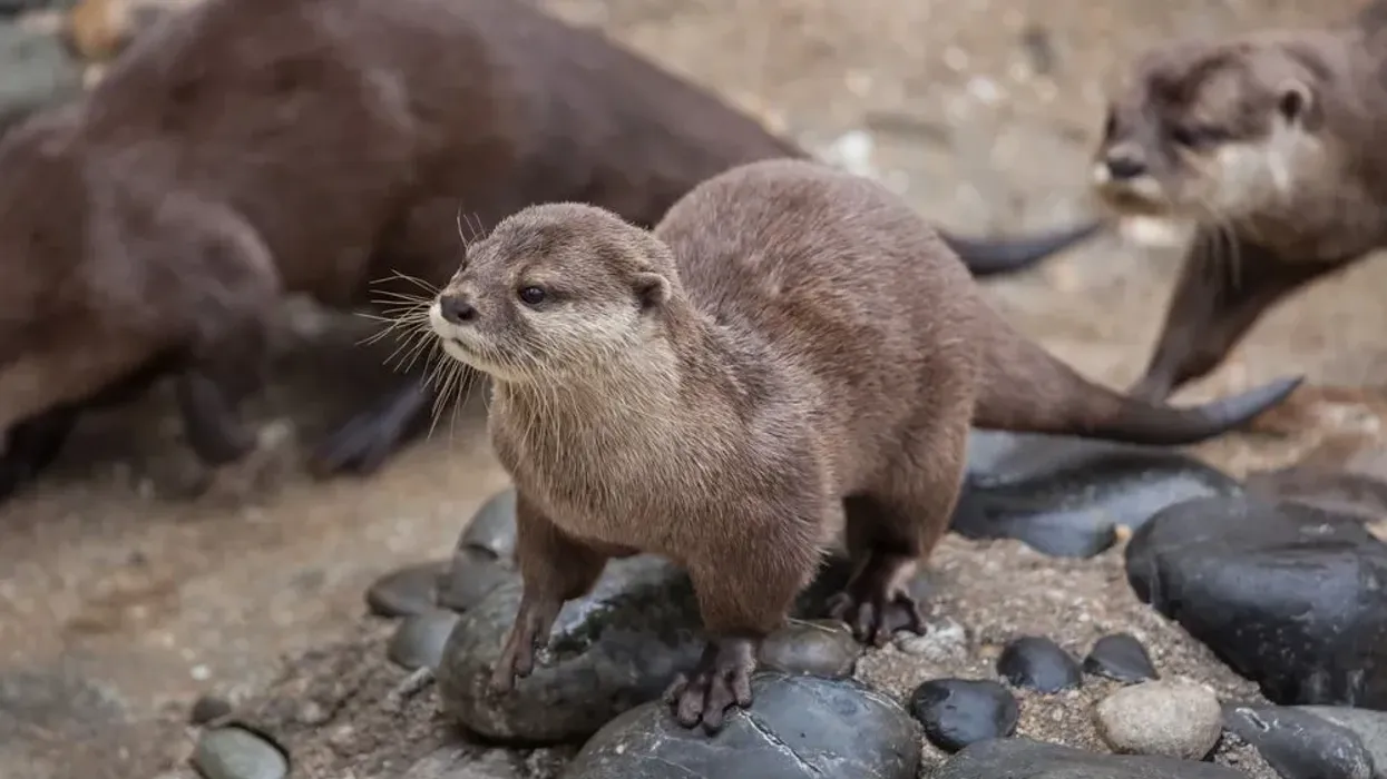 Asian small-clawed otter facts about a cute mammal.