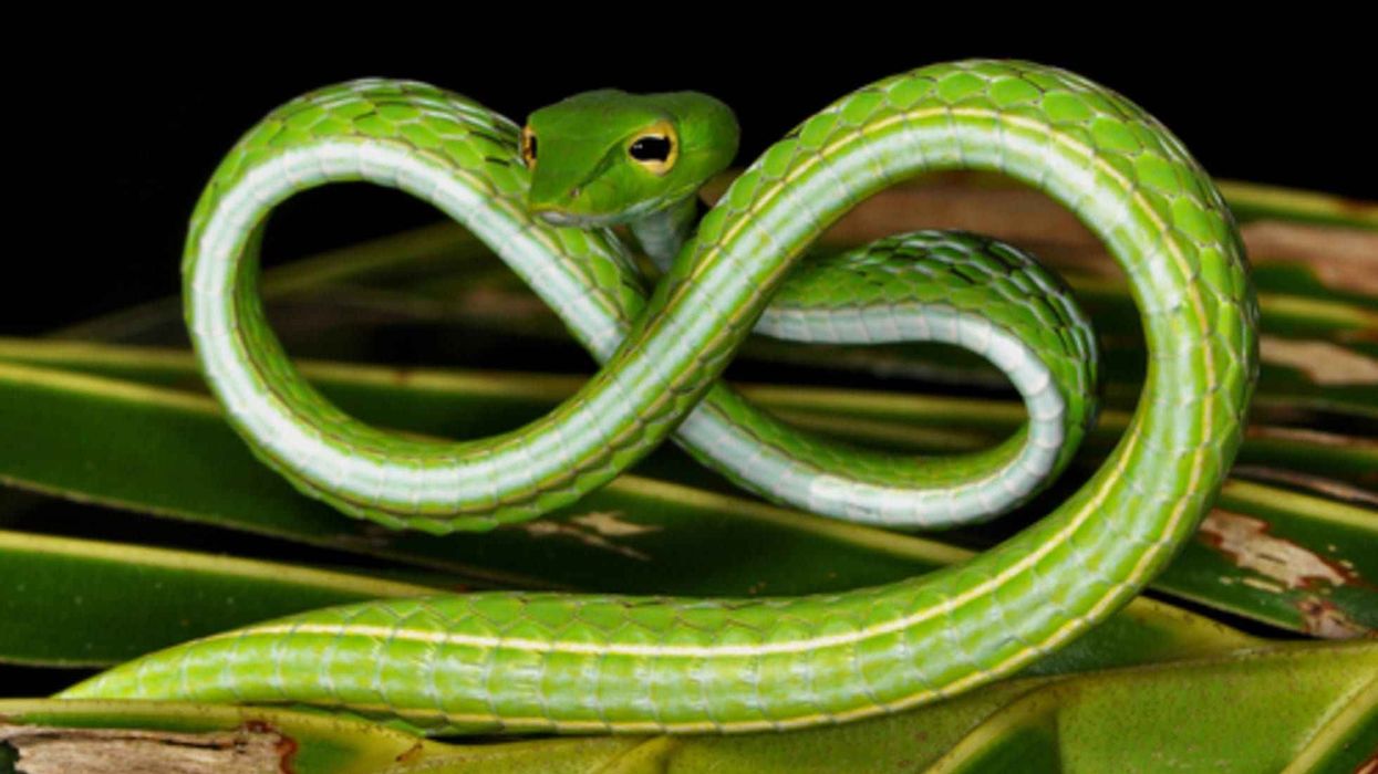 Asian vine snake facts about a light-green snake.