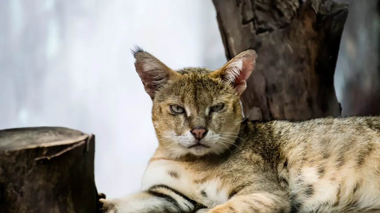 Asiatic wildcat facts are great for kids.