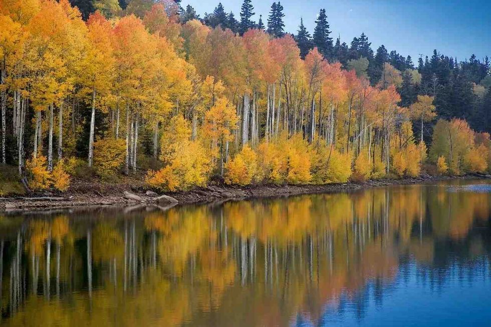 Aspen trees are deciduous trees part of the willow family of woodland trees. Find more aspen tree facts below!
