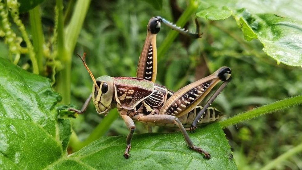 At present, there are 11,000 known species of grasshopper, one of the world's oldest insect families. Grasshoppers initially appeared about 250 million years ago, during the Triassic epoch.