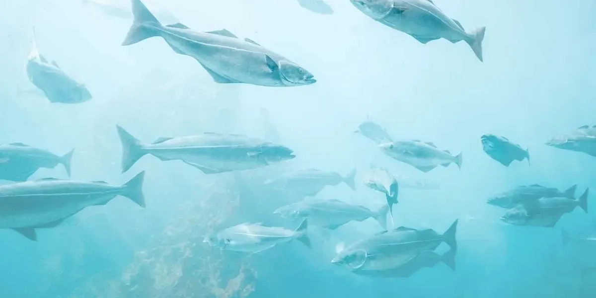 Fun Cod Facts For Kids | Kidadl