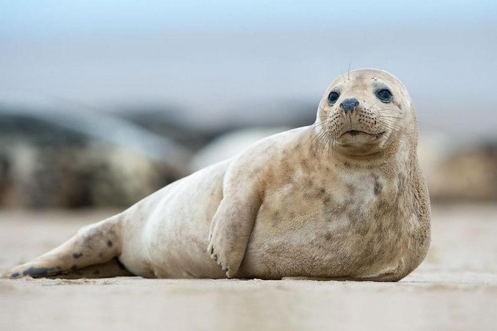 Why Do Seals Slap? A Deep Dive Into The Causes | Kidadl