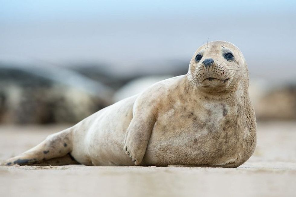 Atlantic Grey Seal Pup on Sandy Beach.
