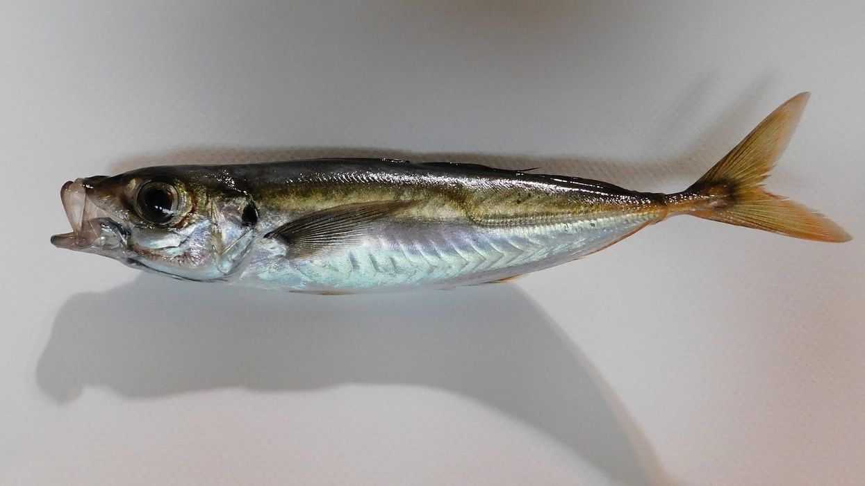 Atlantic horse mackerel facts tell us about their description.