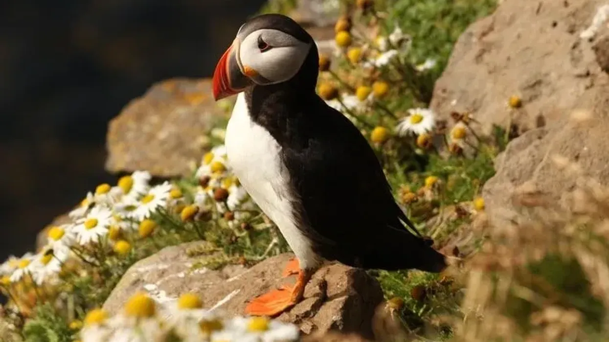 Atlantic puffin facts are very interesting