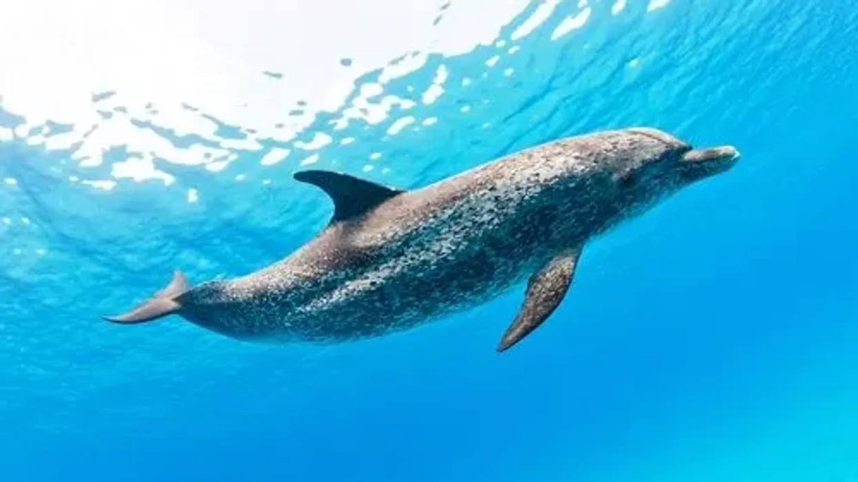 Atlantic Spotted Dolphin facts that they are always found in a pod of 13-15 and are a very social animal.