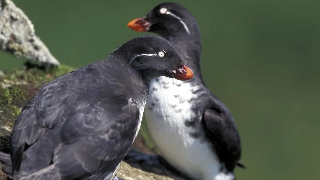 Auklet facts for kids are fascinating to read.