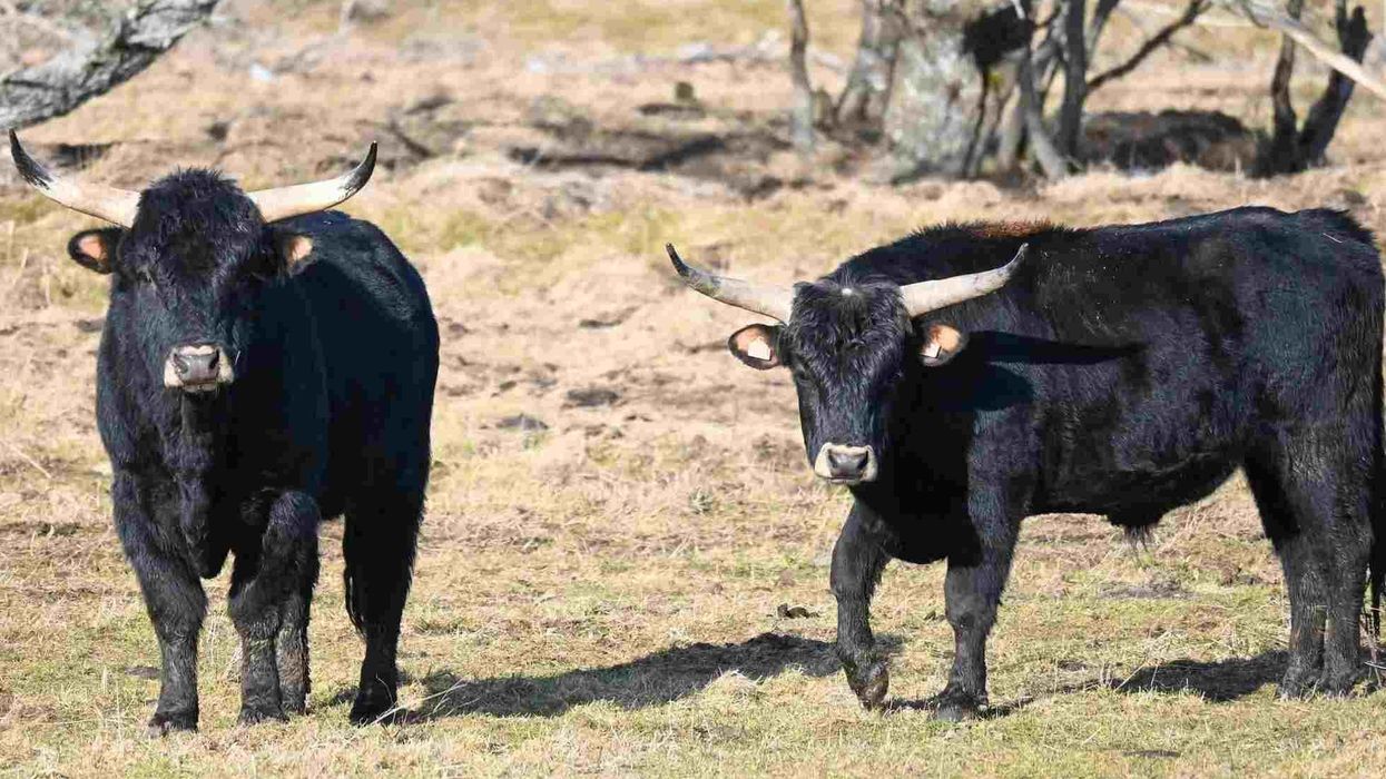 Aurochs facts are interesting for kids.