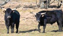 Aurochs facts are interesting for kids.