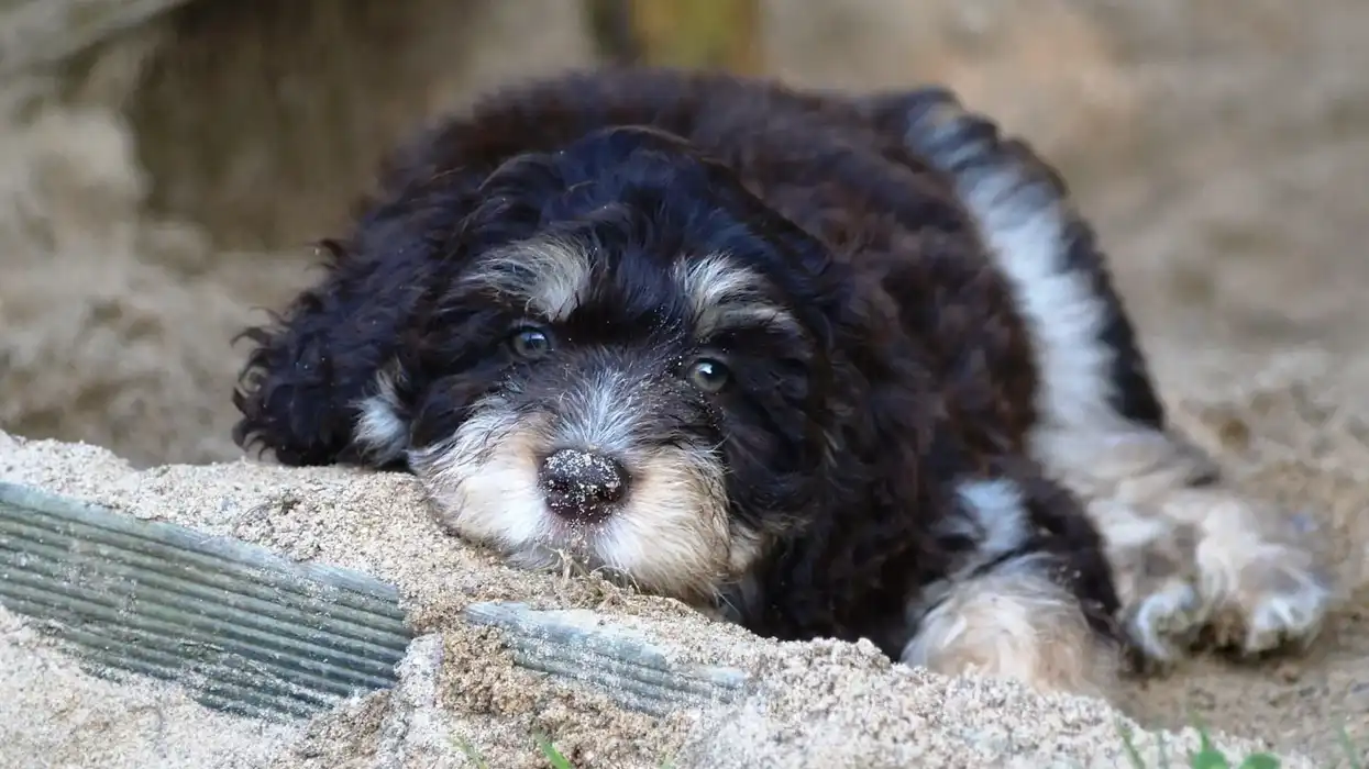 Aussiedoodle facts about the family dog with medium energy levels.