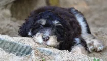 Aussiedoodle facts about the family dog with medium energy levels.