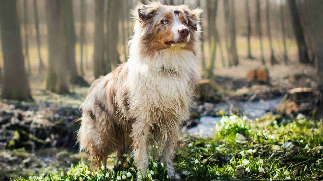 Aussiepom facts about the Australian Shepherd and Pomeranian mix breed dog.