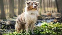 Aussiepom facts about the Australian Shepherd and Pomeranian mix breed dog.