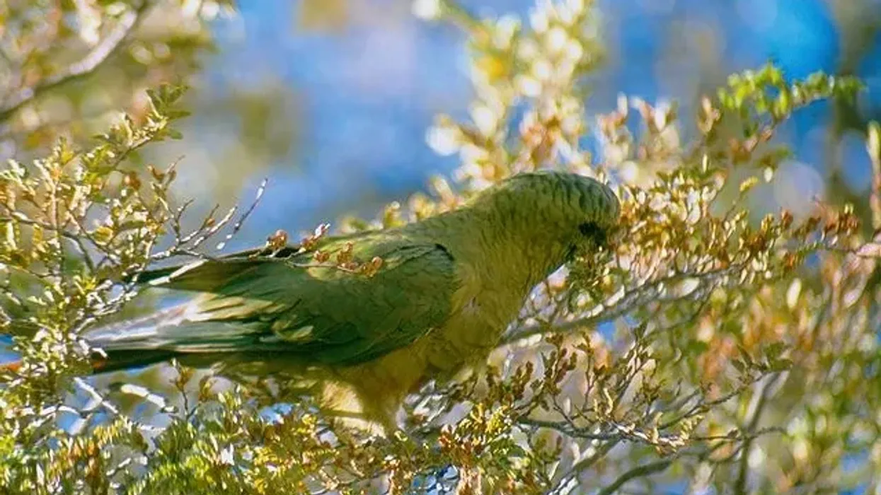 Austral Parakeet Fact File