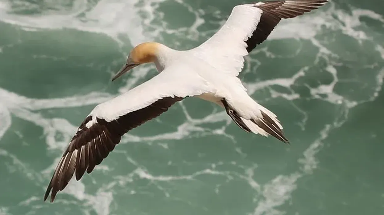 Australasian gannet facts help us learn more about this species of bird that have dark-colored tips on the inner tail feathers and major wing feathers.
