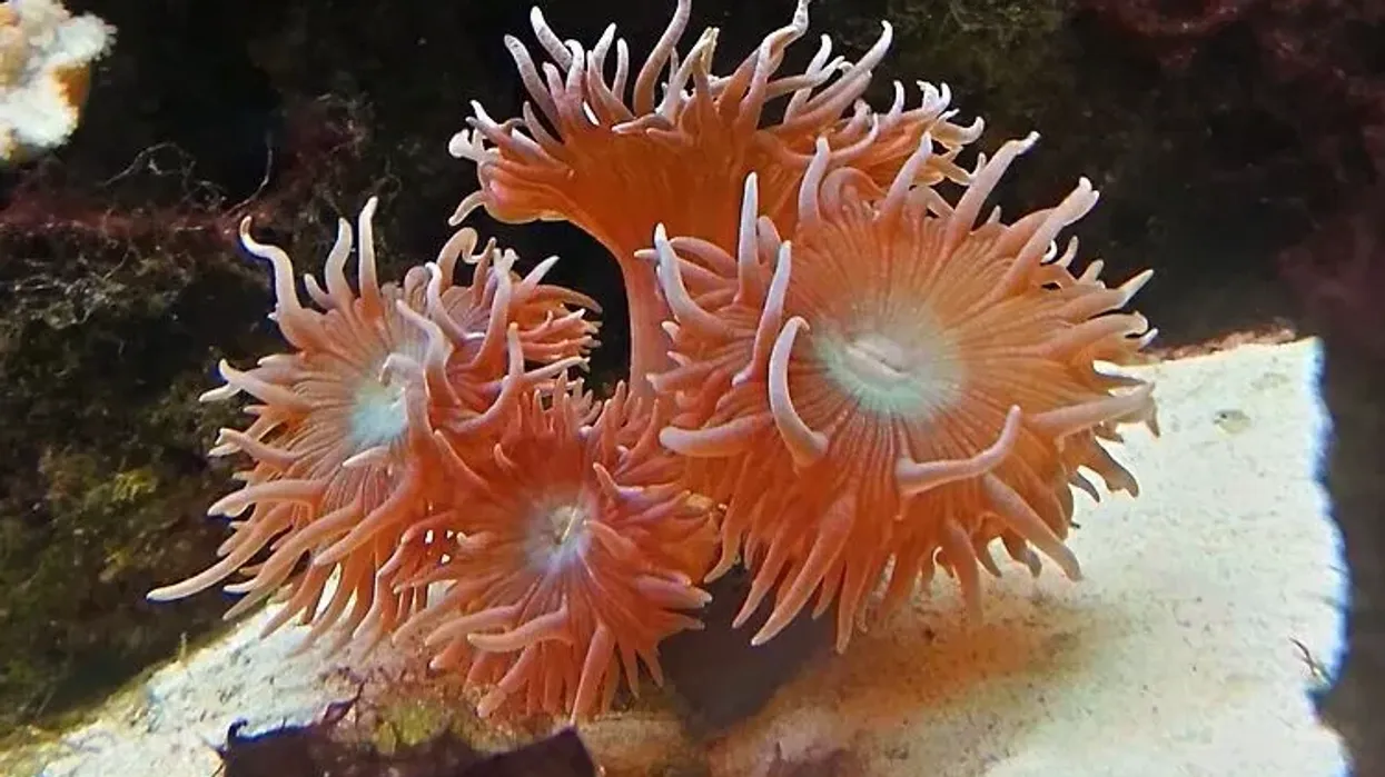 Australian Elegance corals facts talk about their long tentacles.
