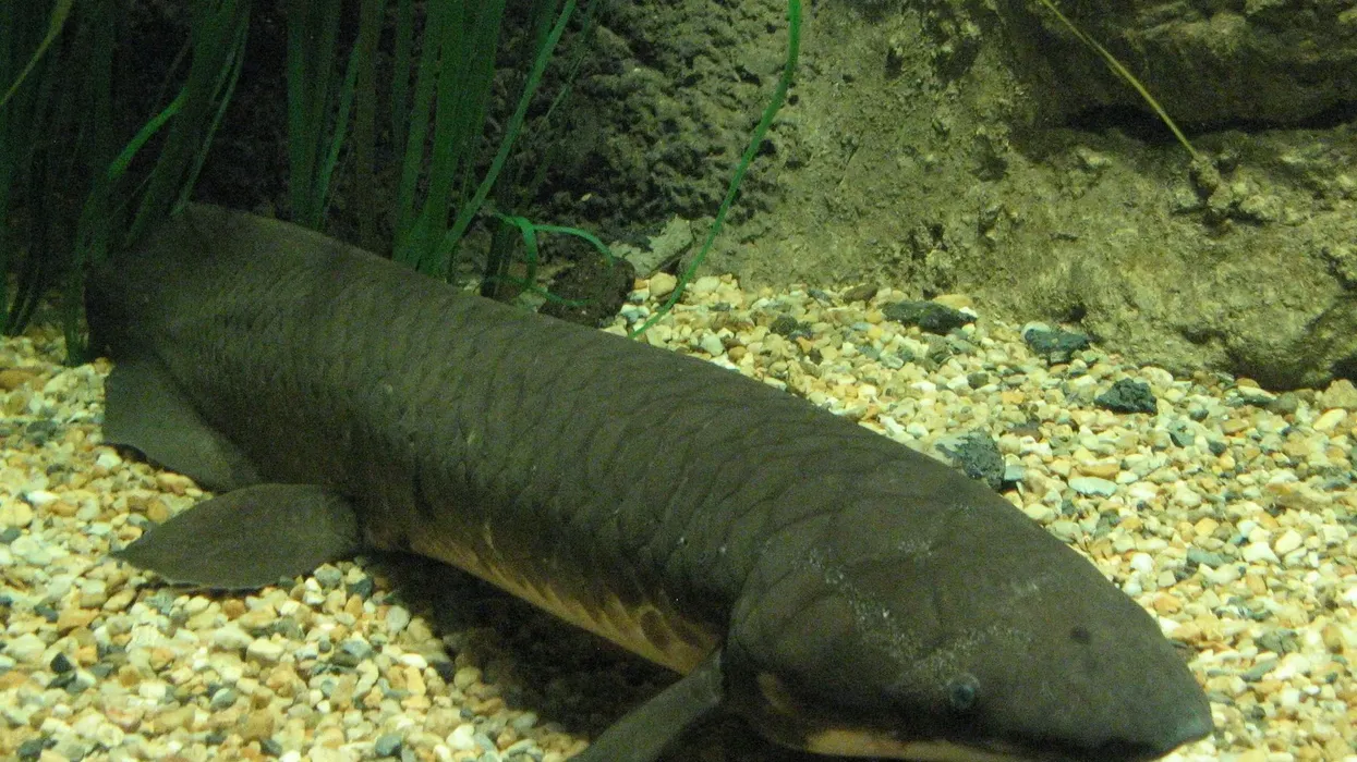 Australian lungfish facts are educative and interesting.