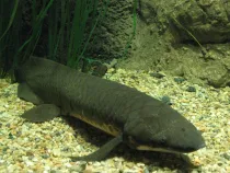 Australian lungfish facts are educative and interesting.