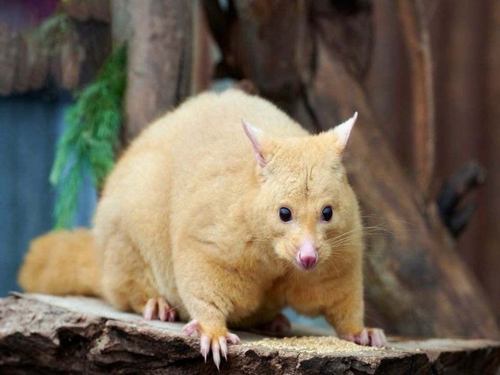 Playing Possum Find Out The Meaning And The Reasons Behind It Kidadl