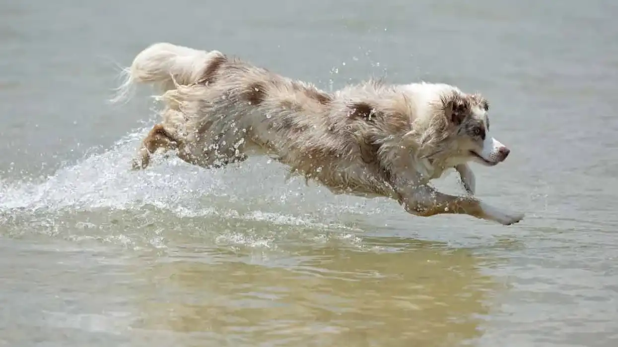 Australian Retriever facts about this great working dog