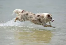 Australian Retriever facts about this great working dog