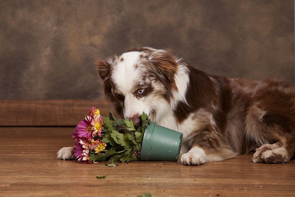 Australian Shepherd chewing potted flowers and mud