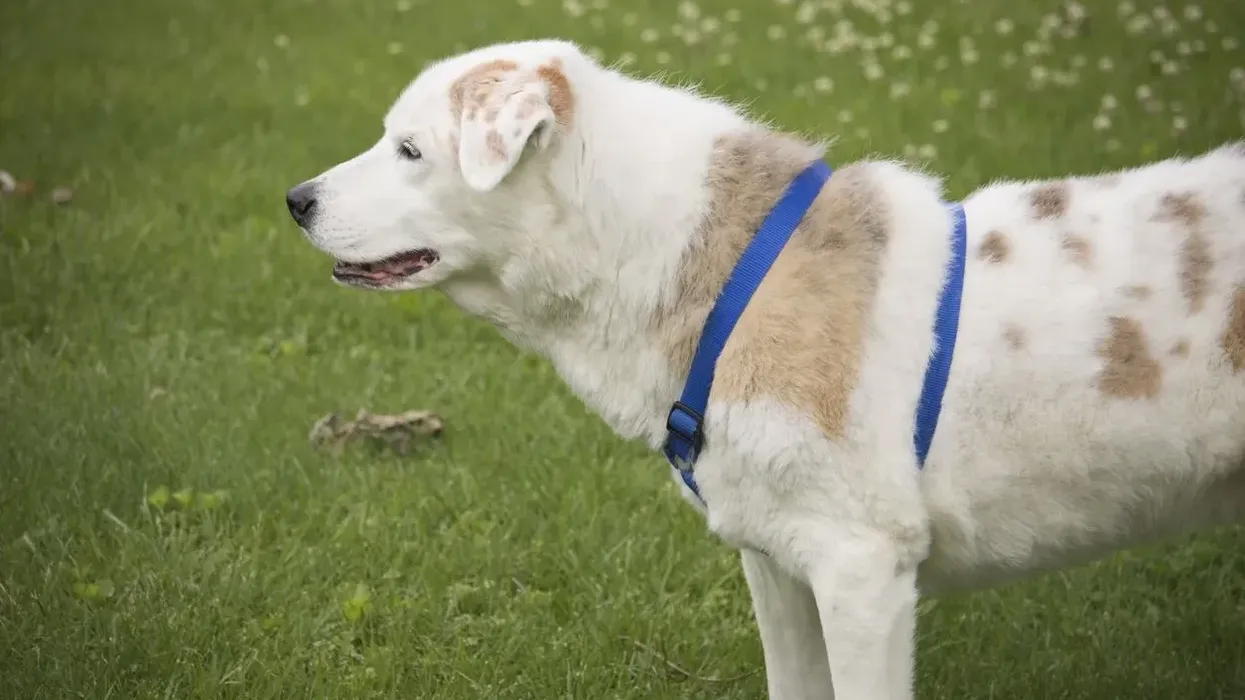 Australian shepherd lab mix facts on this medium sized dog breed.