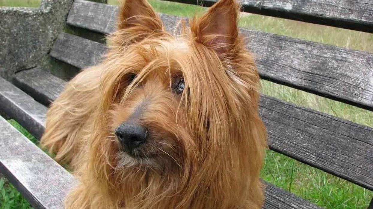 Australian terrier facts about the working terrier
