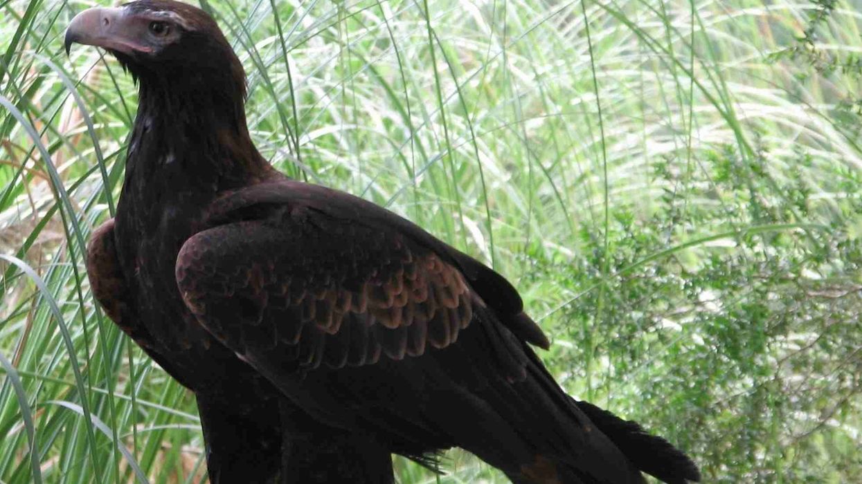 Australian wedge-tail eagle facts about the fifth largest bird in the world.