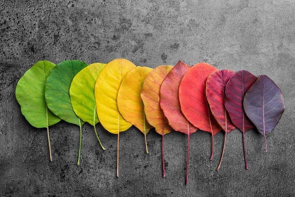 Autumn leaves in beautiful colorful shades.