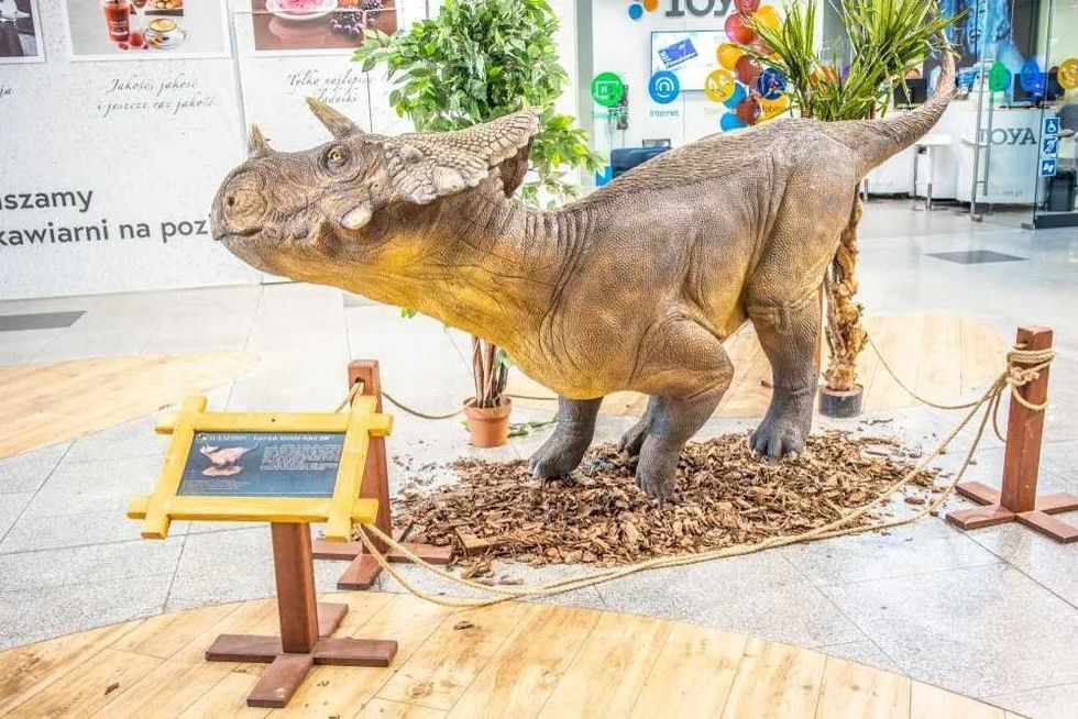 Avaceratops was discovered by Eddie Cole and was named by Judson in the year 1986