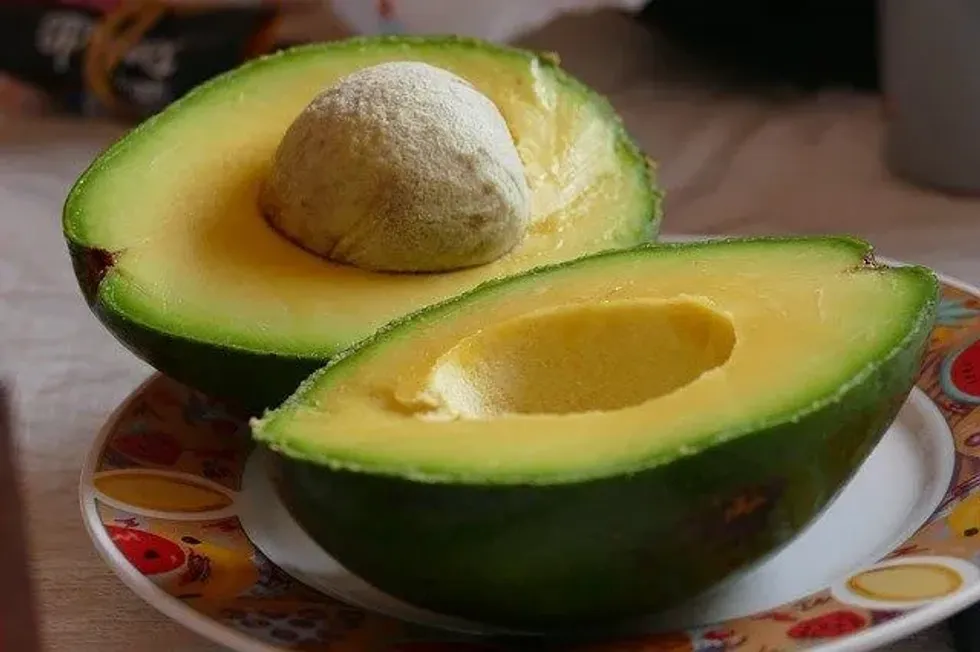 Avocado seed nutrition facts are extremely important to know before consuming Avocado pits.