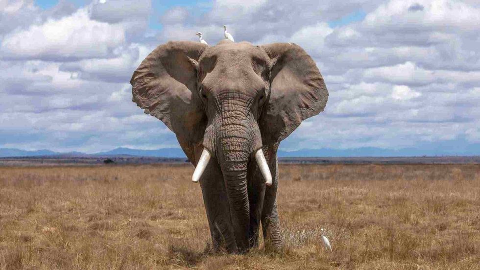 awesome names with meanings for elephants